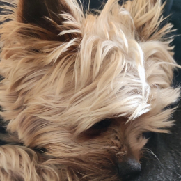 Harold profile