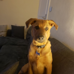 Smiley profile