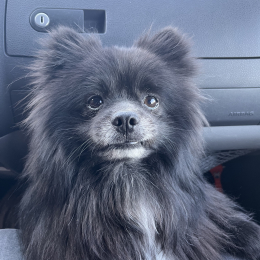Karl profile