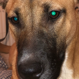Maiz profile