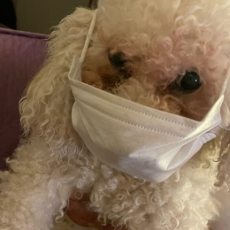 Snoopy cesar profile