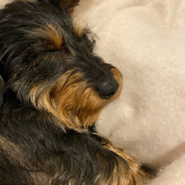 Cookie profile