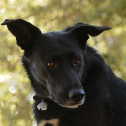 Taka profile