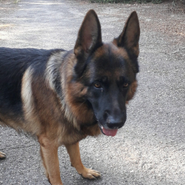 Nougat profile