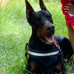 Doggo profile