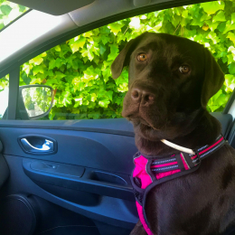 Doggo profile