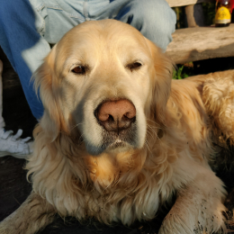 Socrate profile