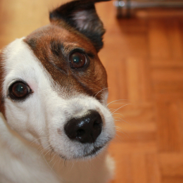 Doggo profile