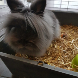 Henda profile