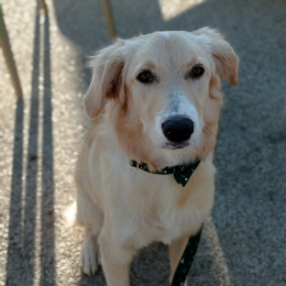 Doggo profile