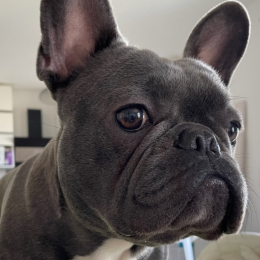 Sirius profile