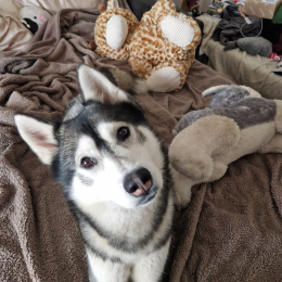 Tsuki profile