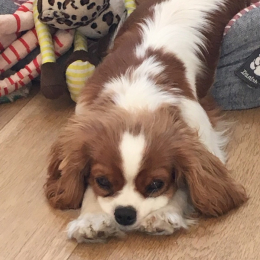 Iris et jacques profile