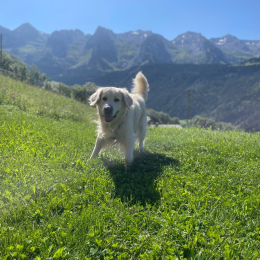 Willow profile