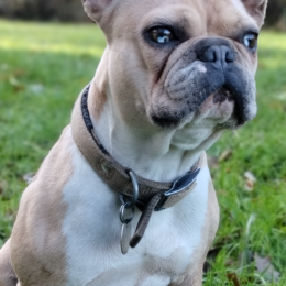 Stytch profile