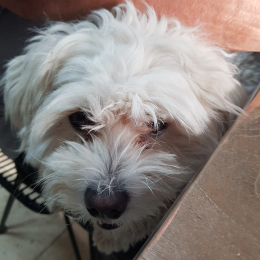 Doggo profile