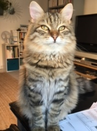 Sophie profile