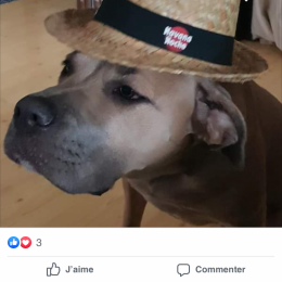 Maé profile