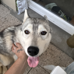 V'naia profile