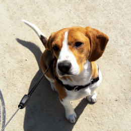 Doggo profile