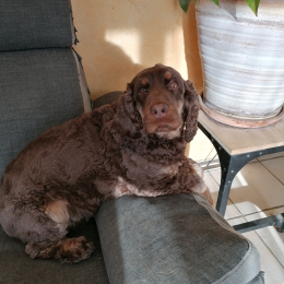 Shyppie profile