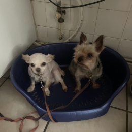 Kiki et poupette profile