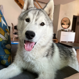 Pogo profile