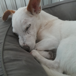 Elliot profile