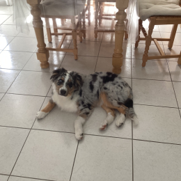 Paco profile
