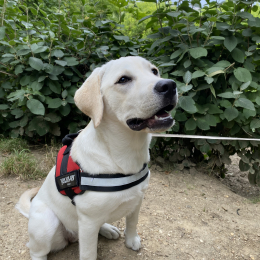 Doggo profile