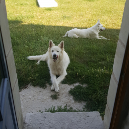 Chipie et snow profile