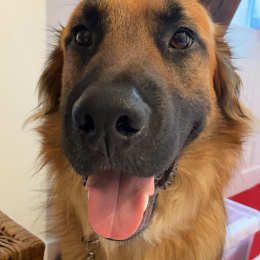 Aslan profile