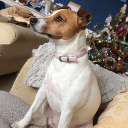 Lilo profile
