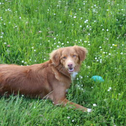 Louka profile