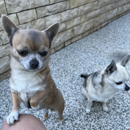 Narco et oggy profile