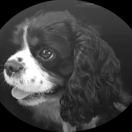 Max profile