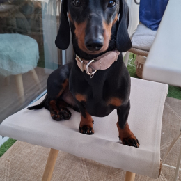 Victor profile