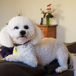 Bibi profile