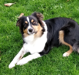 Pippa profile