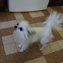 Panpan profile