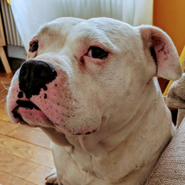 Bobby mcgee profile