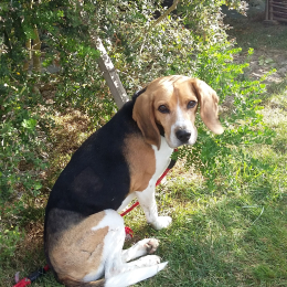 Custo profile