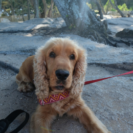 Doug profile