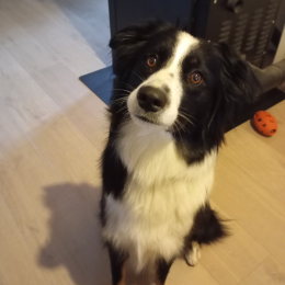 Vaya profile