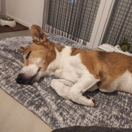 Balou profile