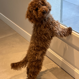Milo profile
