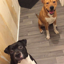 Tya et tyson profile