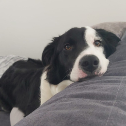 Ulysse profile