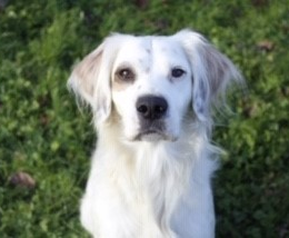 Alma profile