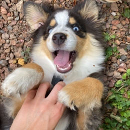 Arlo profile